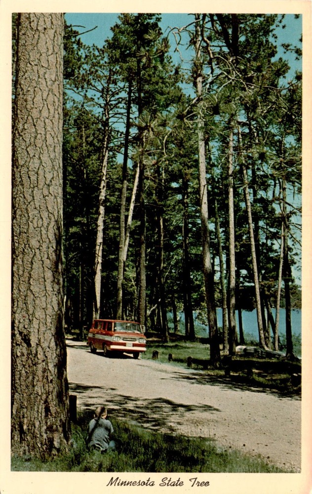 Minnesota, Norway Red Pine, Northern Minnesota Novelties, Crosslake, Postcard