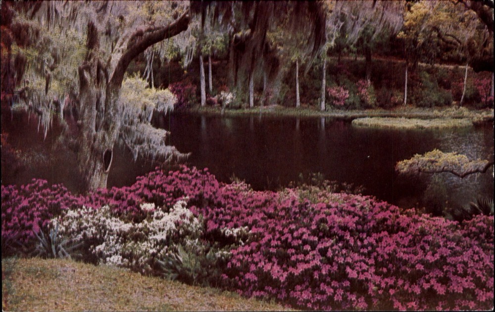 Azaleas & Live Oaks~Rice Mill Lake~Middleton Gardens~Charleston SC~1960s