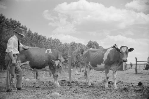 Fairfield Bench Farms,Montana,MT,Summer 1939,Farm Security Administration,FSA,4