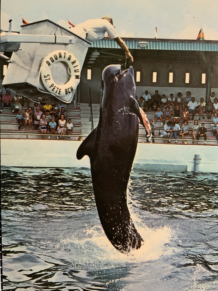 Vintage Postcard Jonah the Whale at Aquatarium St Petersburg Beach FL Unposted
