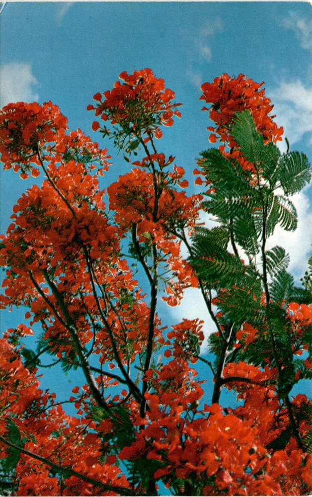 Royal Poinciana Tree, John M. Rast, Roppel Color Cards, HAW Postcard