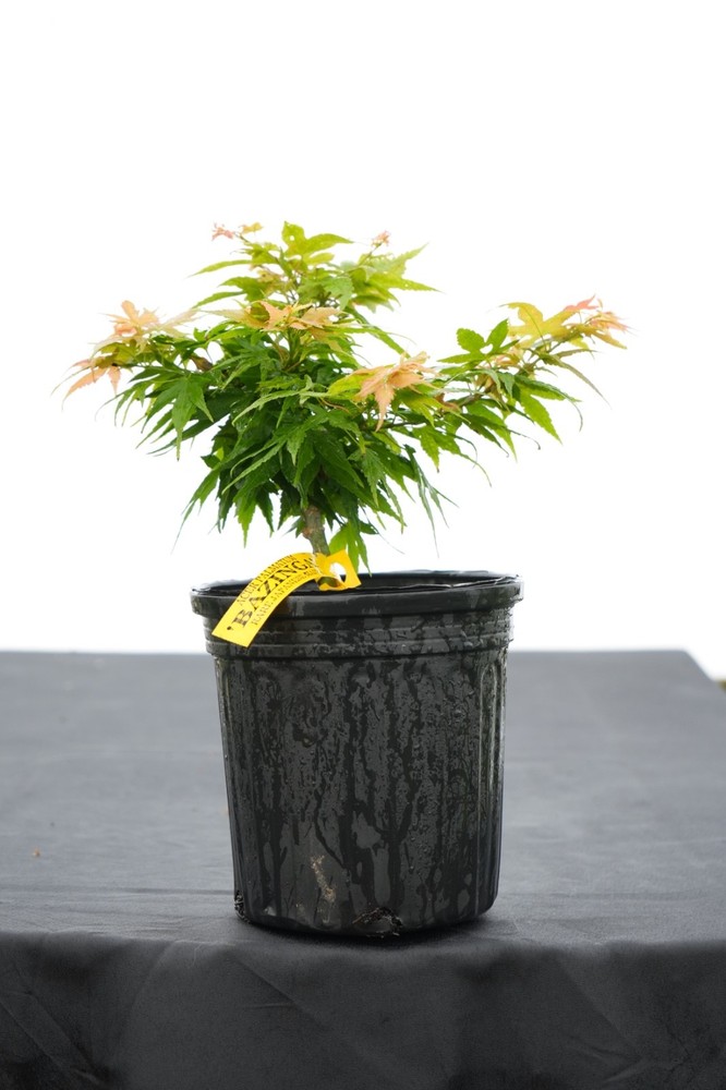 Acer palmatum 'Bazinga' Rare Mikawa Family Japanese Maple 1 Gallon-image