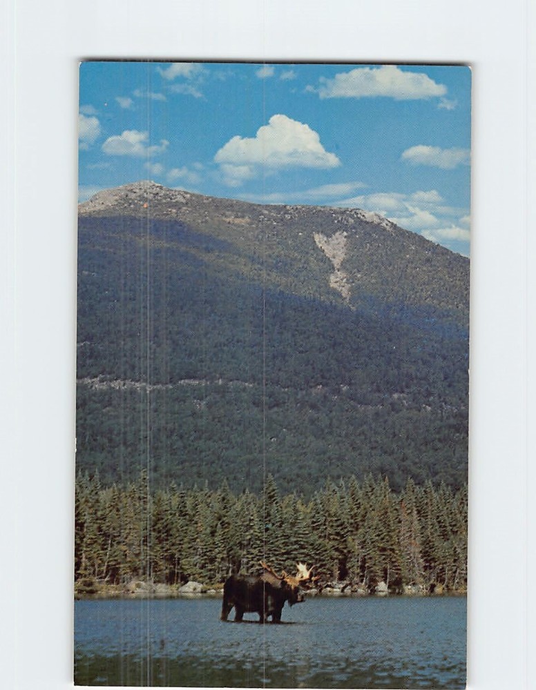 Postcard Mature Bull Moose In Baxter State Park Millinocket Maine USA