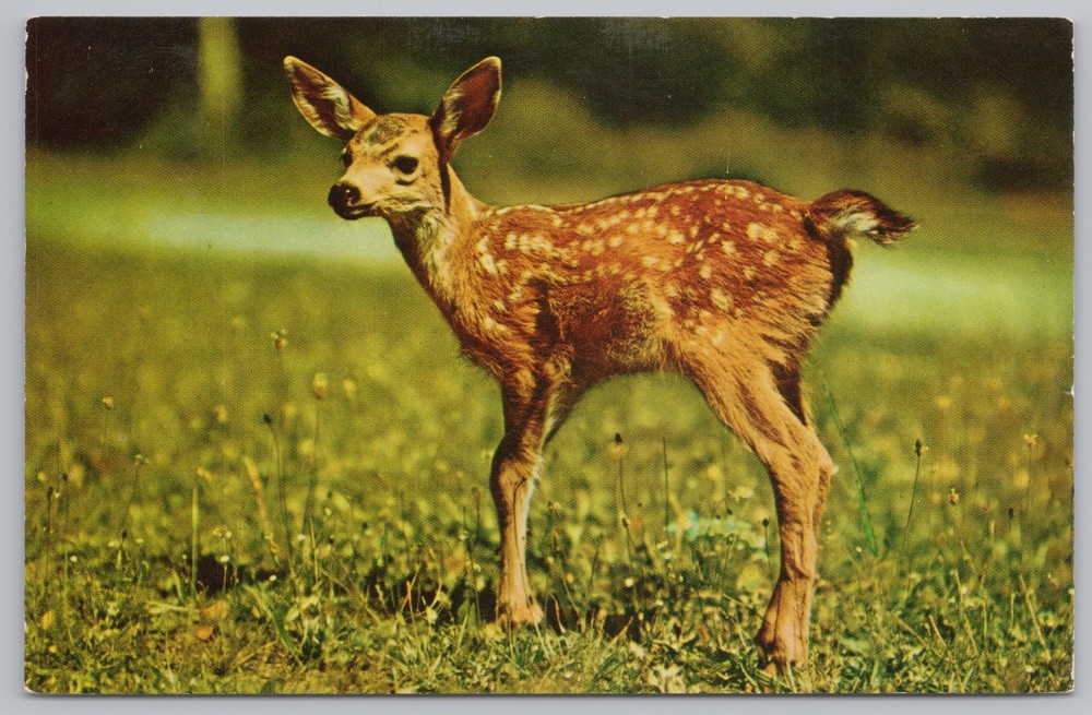 Animal~Deer-Spotted Fawn in Grass~Sequoia-Kings Canyon Park~Vintage Postcard