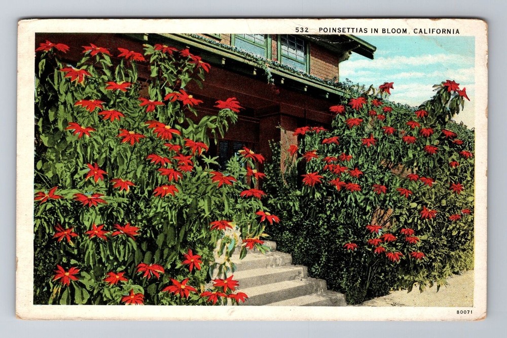 CA-California, Poinsettias in Bloom, Antique Vintage Souvenir Postcard