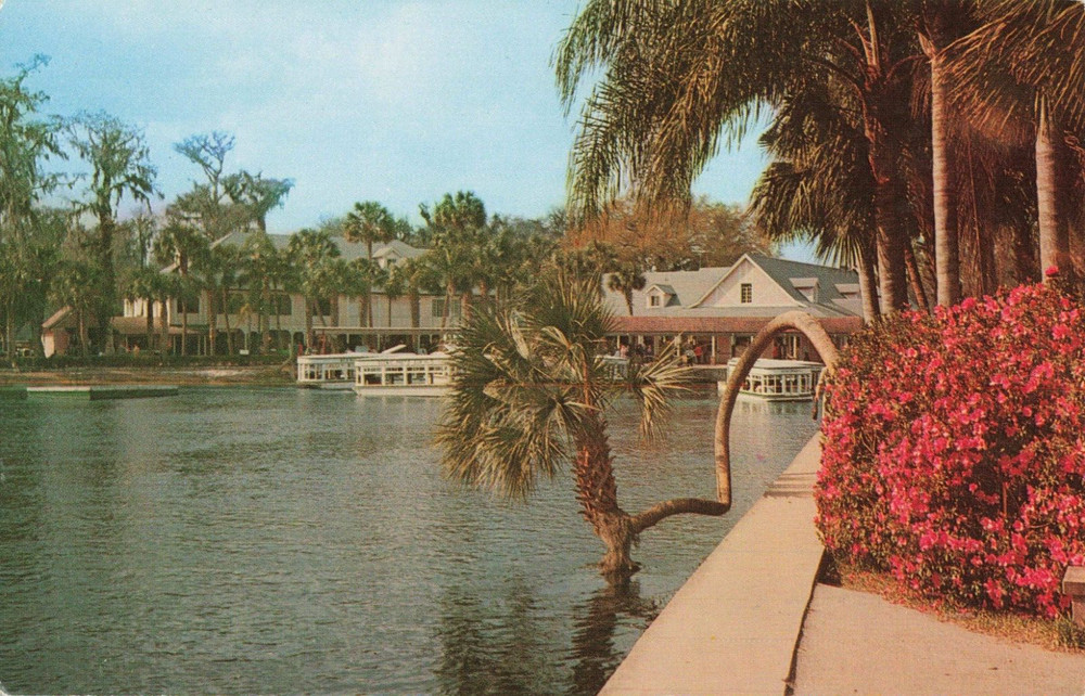 Lucky Palm Tree with Azaleas in Bloom - Florida's Silver Springs - FL Postcard