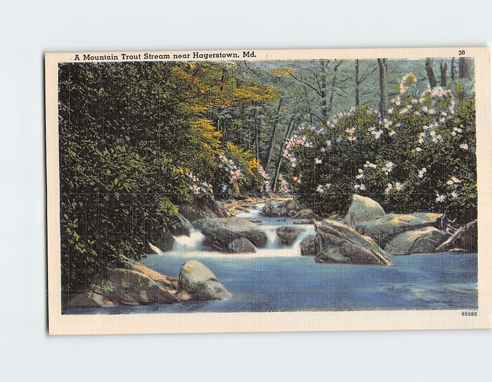 Postcard A Mountain Trout Stream Near Hagerstown Maryland USA