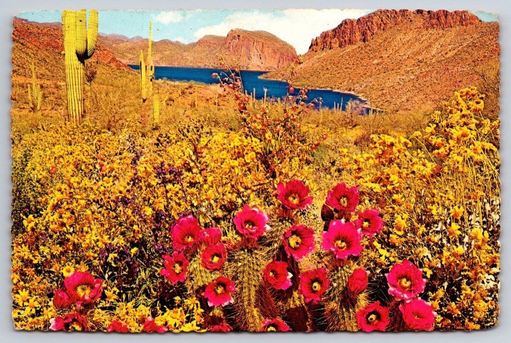 Postcard Springtime Near Canyon Lake Apache Trail Arizona USA Posted 1983
