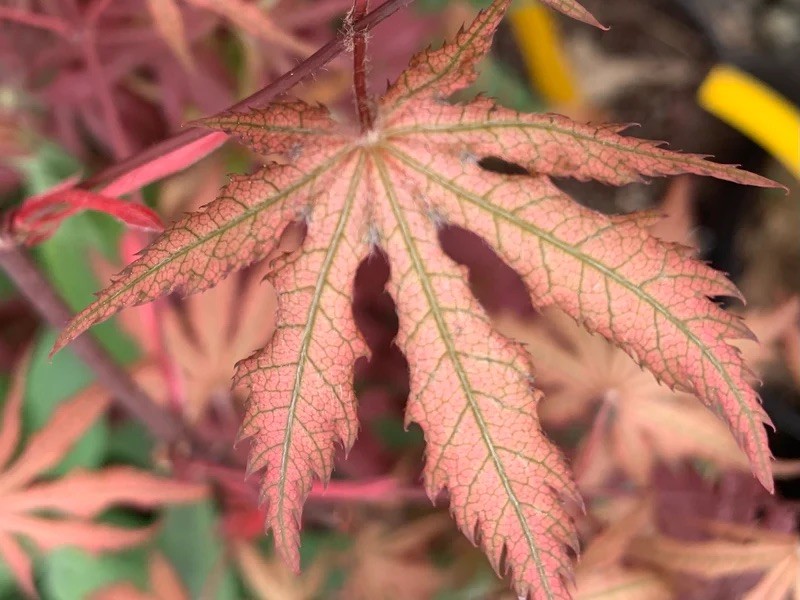RARE Japanese Maple Acer Palmatum  Variegated “Nebula”-image