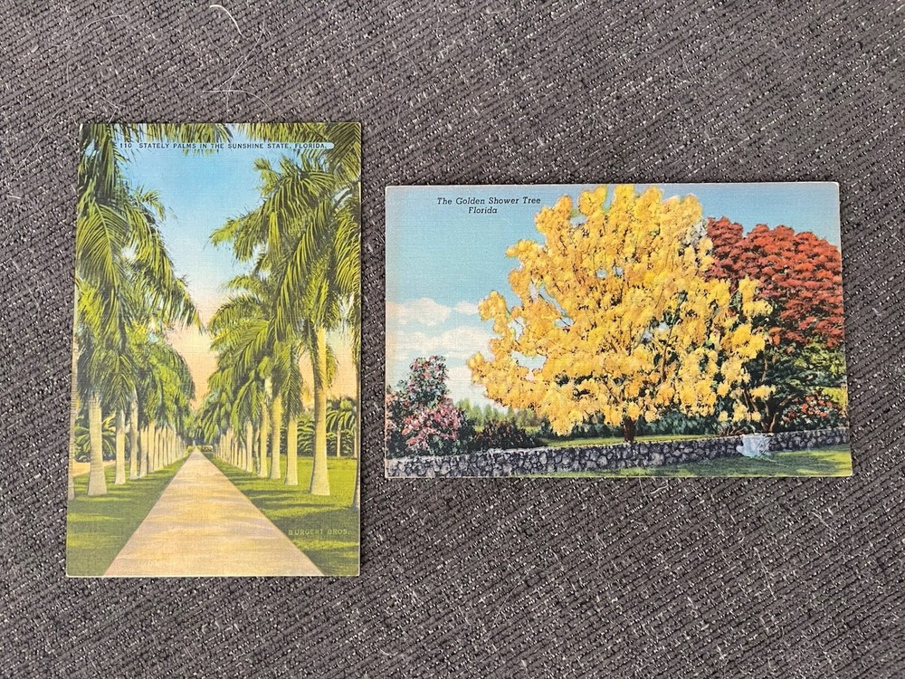 Linen Postcards Miami, FL~ Stately Palms In Sunshine State & Golden Shower Tree