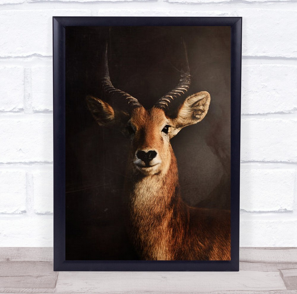 Antelope Horns Horn Horned Dark Low Key Low-Key Animal Animals Wall Art Print