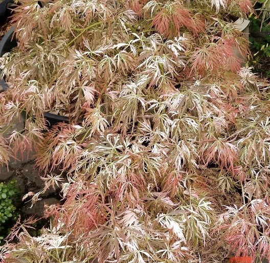 RARE Japanese Maple Acer Palmatum  Variegated weeping “Goshiki”-image