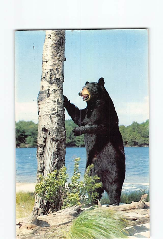 Postcard Black Bear