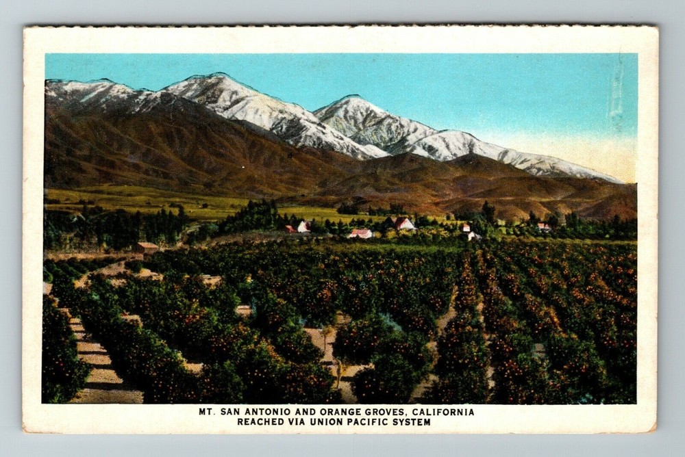 CA-California, Mt San Antonio And Orange Groves, Vintage Postcard