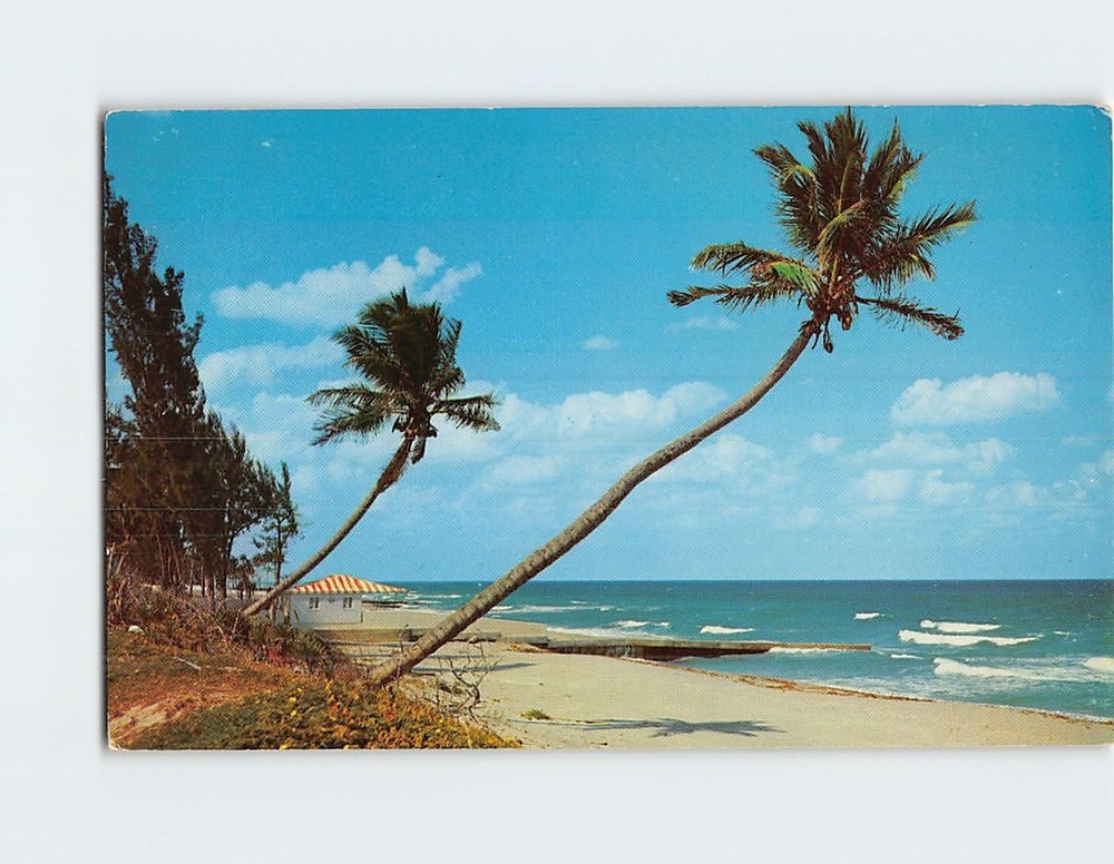 Postcard Whispering Palms on the Florida Coast USA