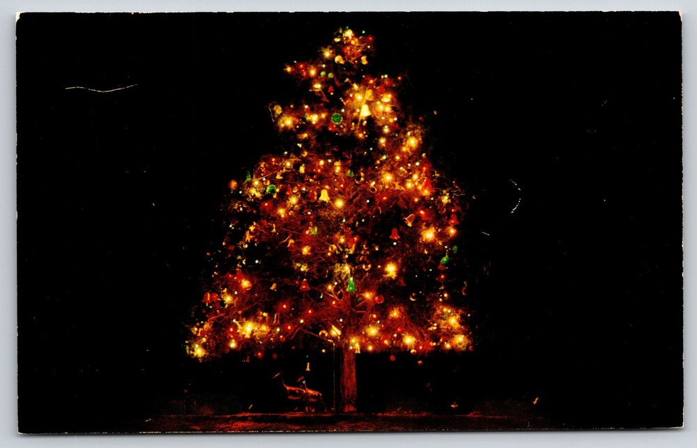 Santa Claus Land Indiana~Christmas Tree Illuminated~Night View~1950s Postcard