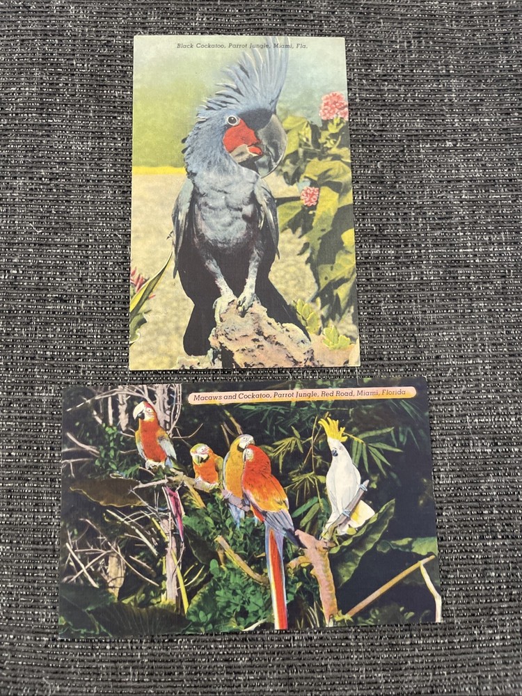 Vintage Linen Postcards Miami, Florida~ Macaws and Cockatoos At Parrot Jungle