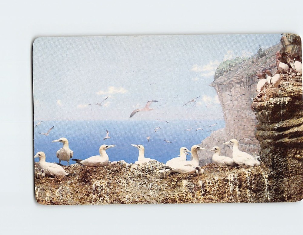 Postcard Bonaventure Island Gulf Of The St. Lawrence Canada