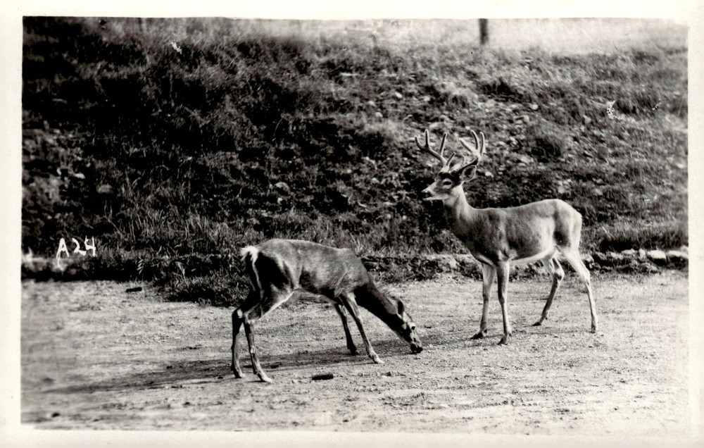 1940s Wildlife Nature Scene Buck Deer with Antlers Real Photo RPPC Postcard