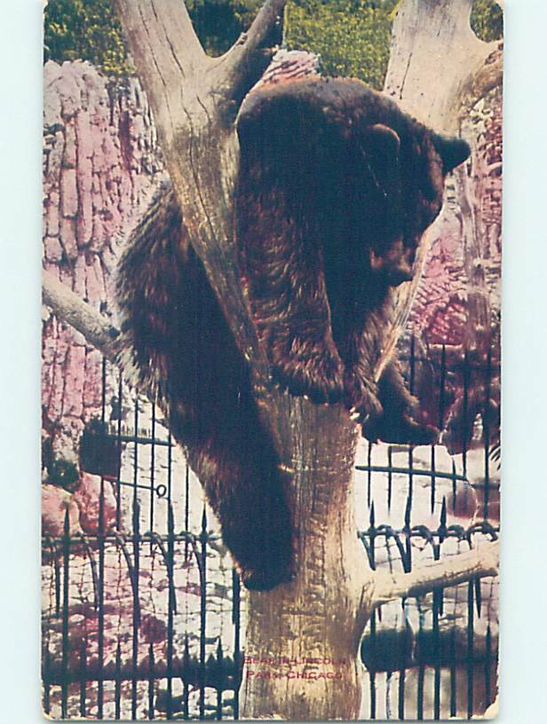 Divided-Back ZOO SCENE Chicago Illinois IL m/09 AG1963