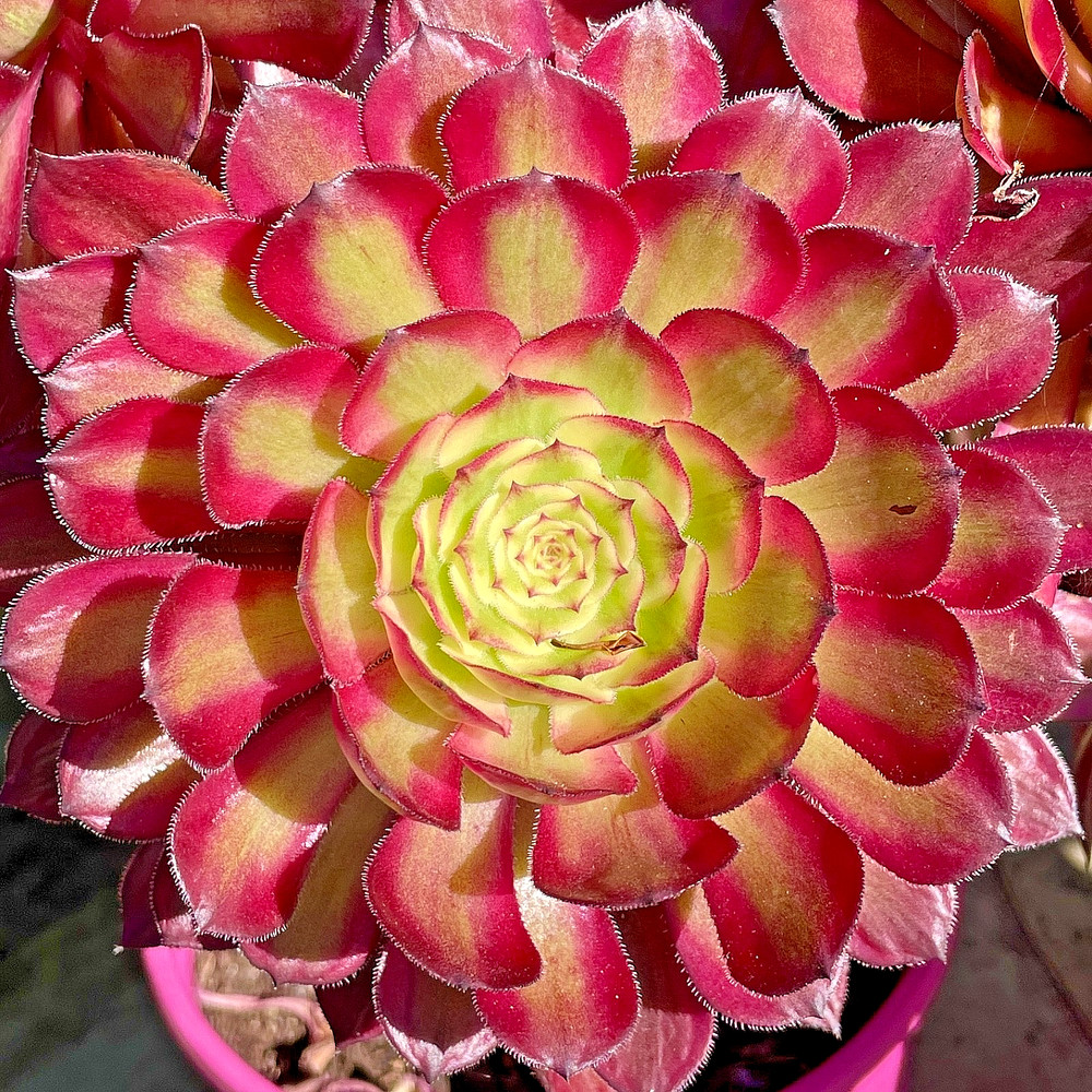 Rare Variegated Aeonium Mardi Gras Succulent Live Plant Cutting 4-5 Inches