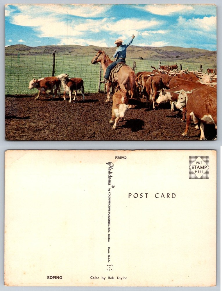 Vintage Cowboy Roping Calf Postcard - Plastichrome Cattle Ranch Western Art