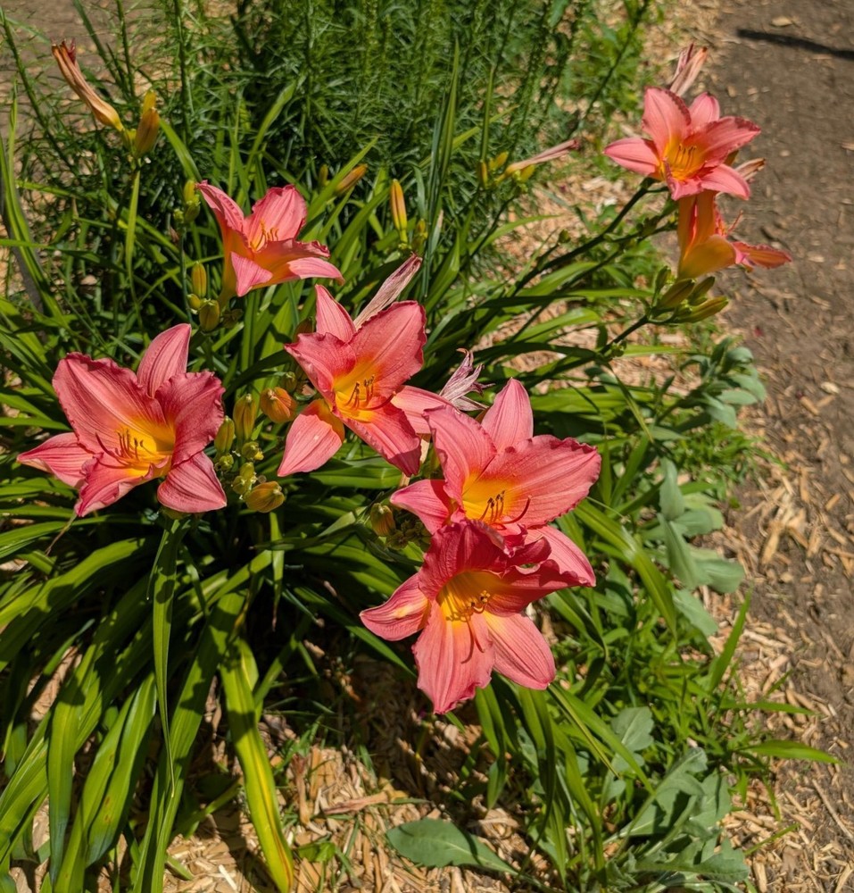 Daylily My Melinda - 3 Fans – Pretty