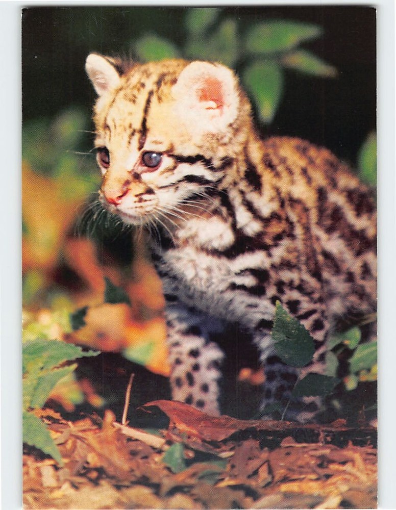 Postcard Ocelot