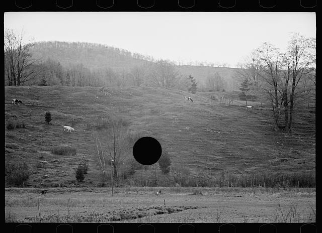 Photo:1930s Pasture Hills Grazing Cows Rural Landscape