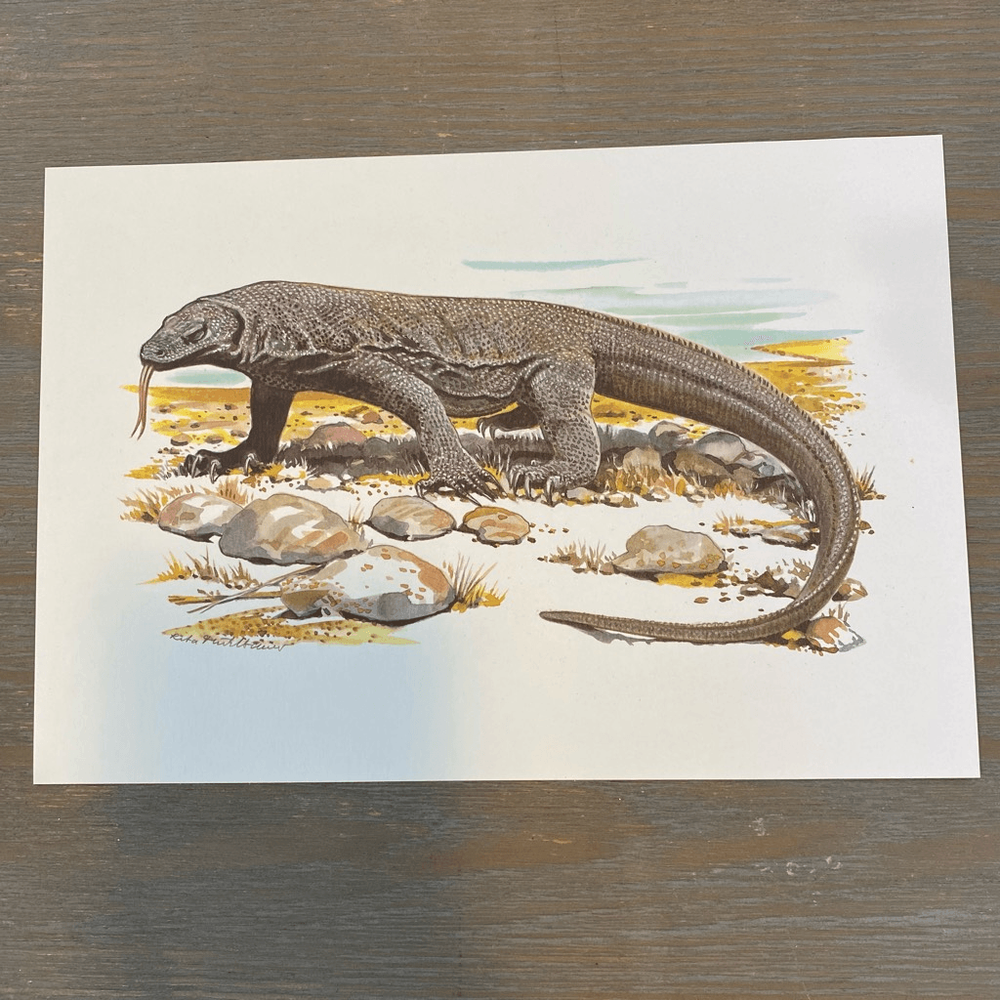 Komodo Dragon Lizard Watercolor Print Acid Free Paper Educational Classroom Art-image