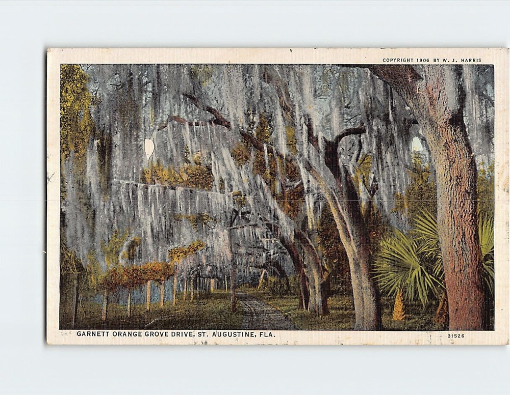 Postcard Garnett Orange Grove Drive St. Augustine Florida USA