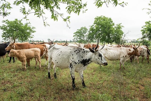 Photo:Chappell Hill Texas 2014 Lonesome Pine Ranch Longhorn Herd