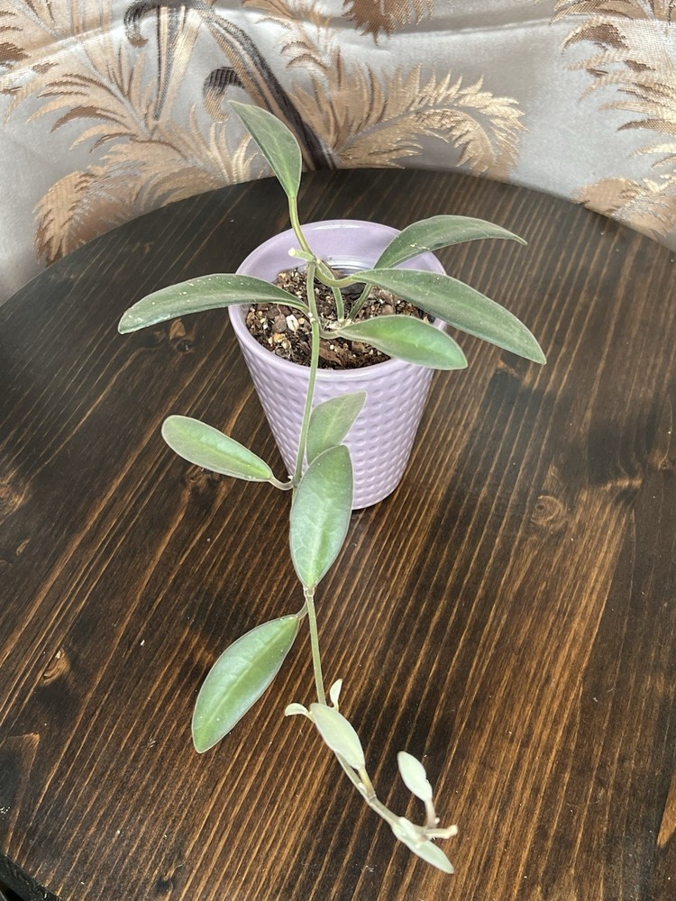 Hoya ANNCAJANOAE Potted Plants Live Plant