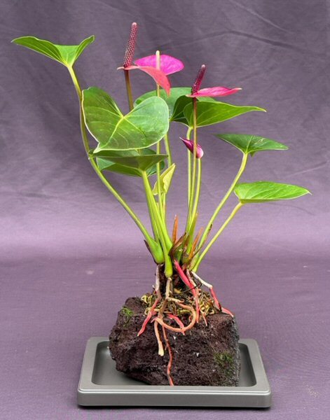 3 yo Purple Anthurium Plant Bonsai Tree Flowering In Hawaiian Lava Rock 9