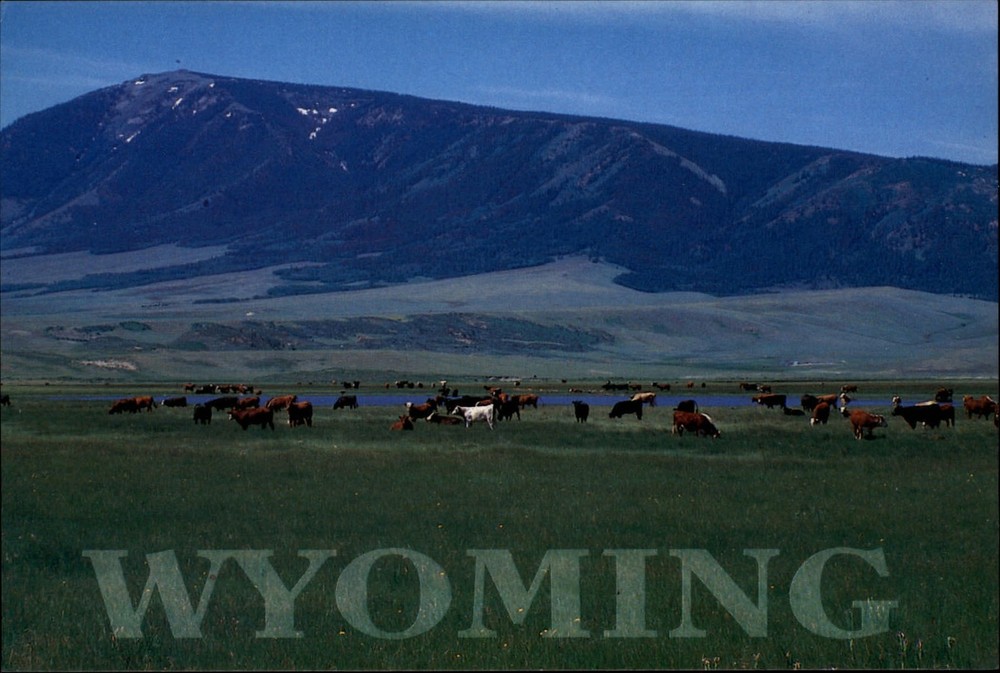 Rawlins Wyoming Elk Mountain cattle in pasture scenic unused vintage postcard