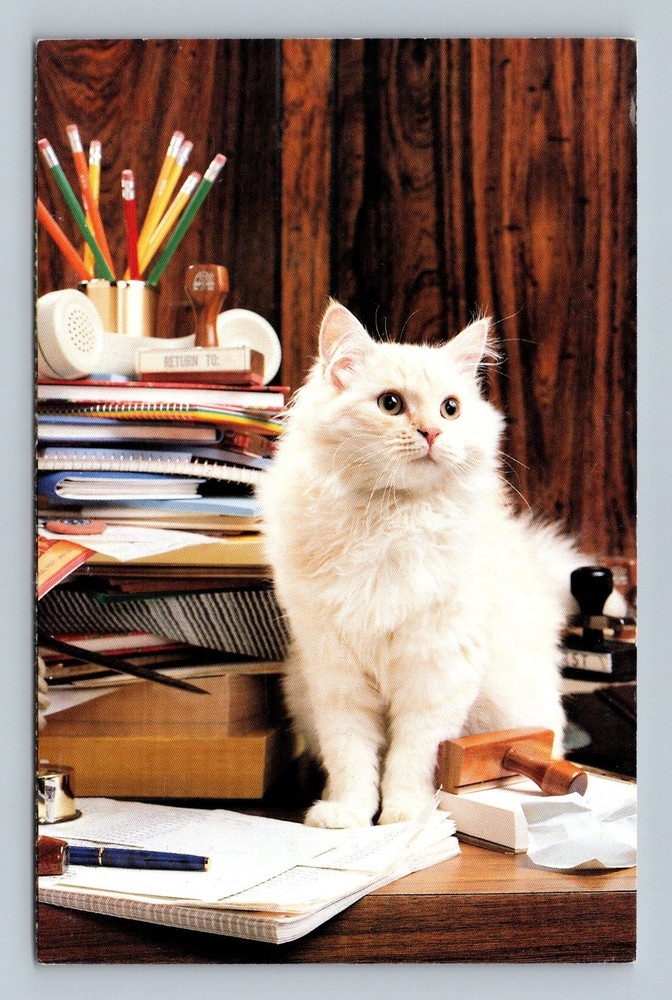 Vintage North Shore Animal League Cat Desk Postcard by H. Armstrong Roberts
