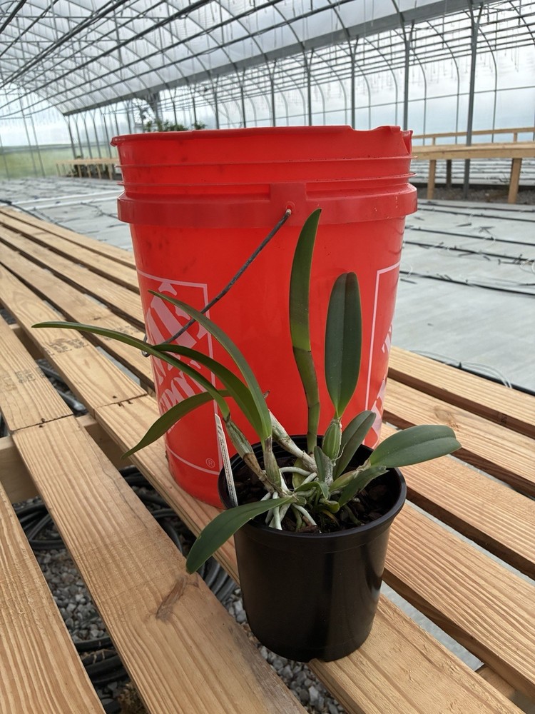 Cattleya Lueddemanniana (Caraoas -Princelada)
