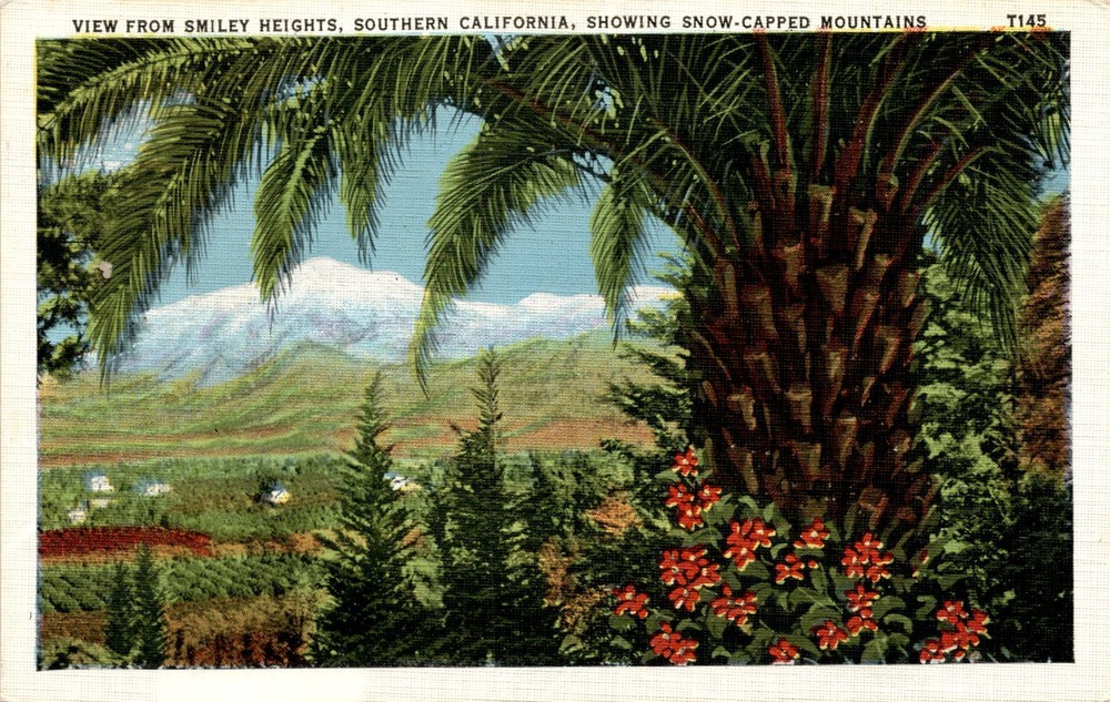 Smiley Heights, Southern California, Redlands, Orange Groves, Postcard