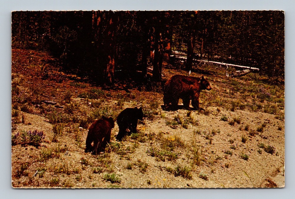 WY-Wyoming, Mother Bear & Cubs Postcard