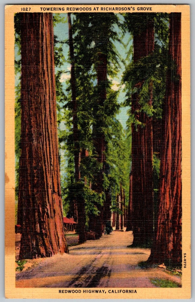 Vtg Linen Postcard Towering Redwood Trees Richardson's Grove, CA 1930s