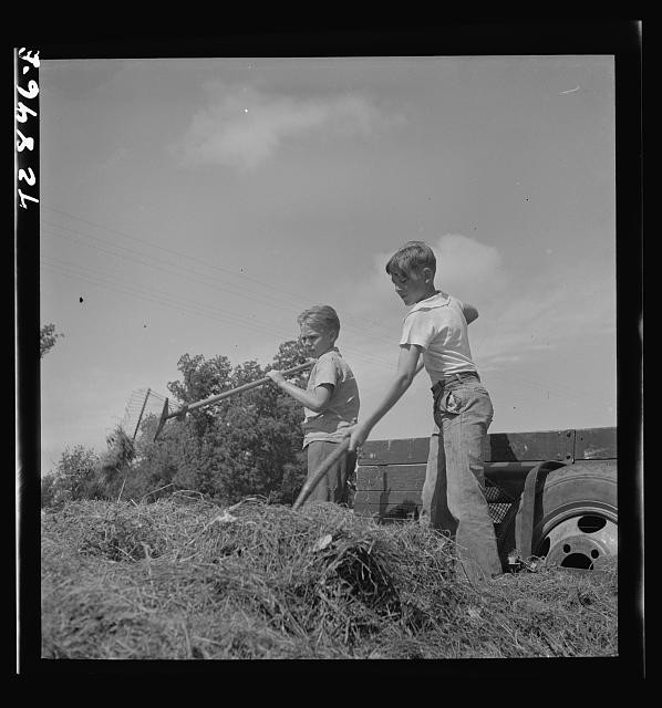 Photo:Yuba City California 1942 FSA farm family camp boys gathering hay