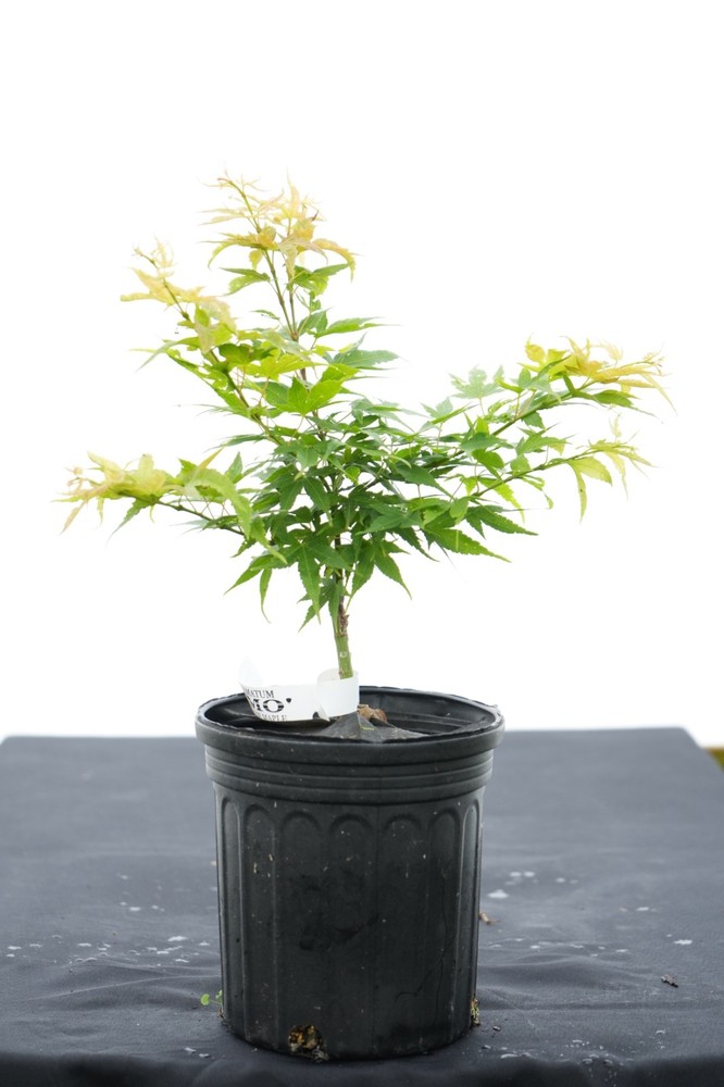 Acer palmatum 'Nemo' Japanese Maple 1 Gallon-image