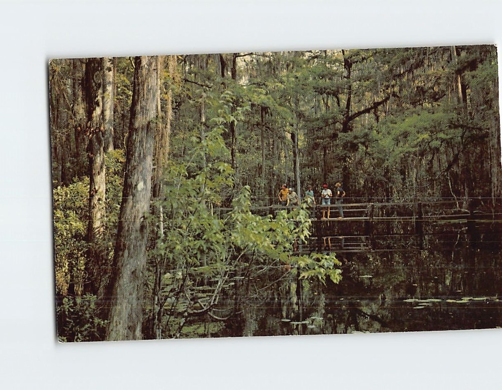 Postcard Little Charlie Bowlegs Creek Hammock State Park Sebring Florida USA