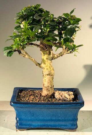 Fukien Tea Bonsai Tree Live Flower Aged Ehretia Microphylla Feng Shui 9'' Tall