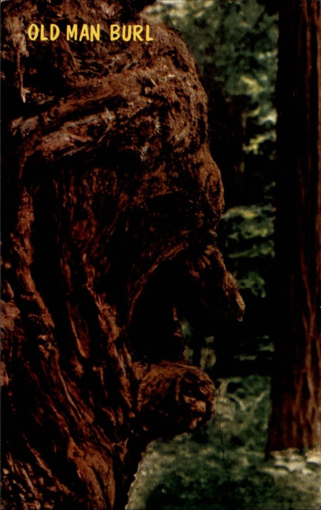California Redwood tree Old Man Burl ~ 1960s-70s vintage postcard sku677