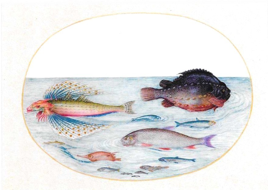 NEW Retro Postcard Colorful Fish Ocean Sea Creatures Swimming Together