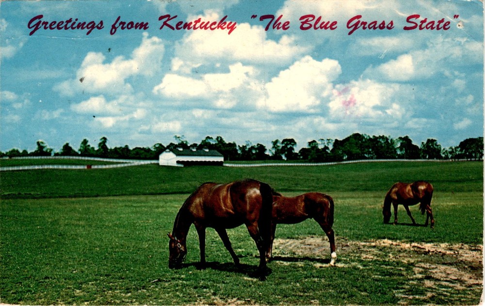Kentucky, Blue Grass State, Lexington, Calumet Farm, Graceful Postcard