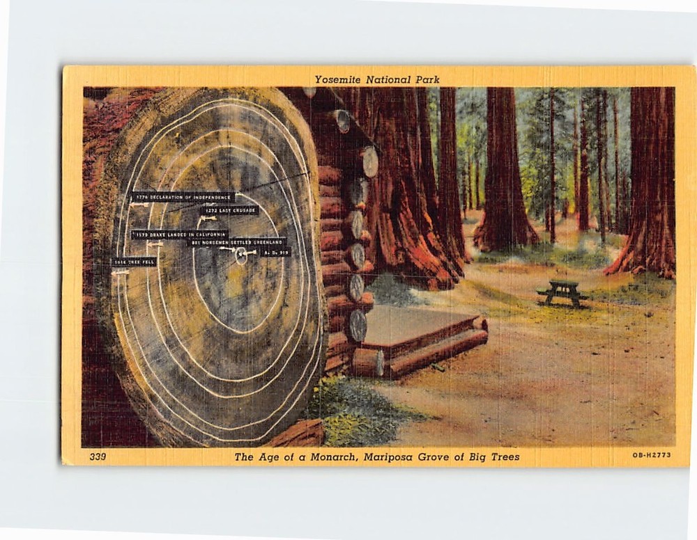 Postcard The Age of a Monarch Mariposa Grove of Big Trees Yosemite National Park