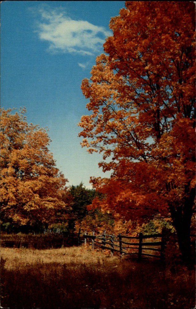 Michigan Drummond Island Autumn color ~ 1950s-60s vintage postcard sku591