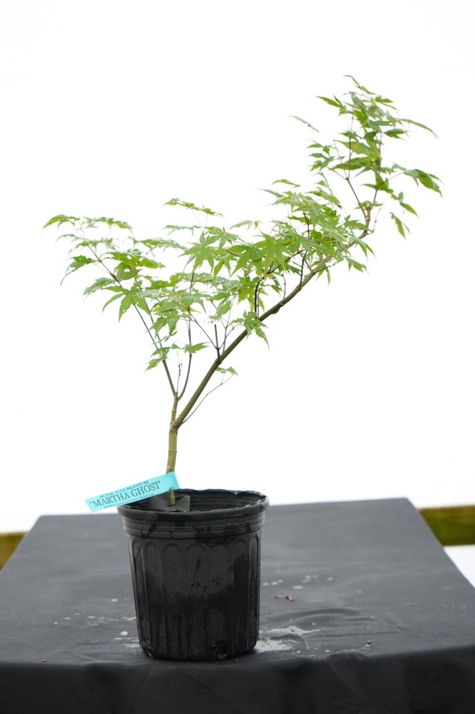 Acer palmatum 'Martha Ghost' Japanese Maple 1 Gallon